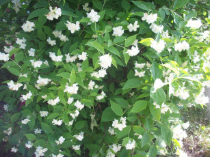 Картинка балвский жасмин цветы