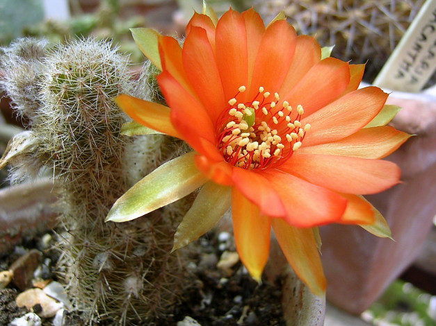 Обои картинки фото цветы, кактусы, колючий, оранжевый