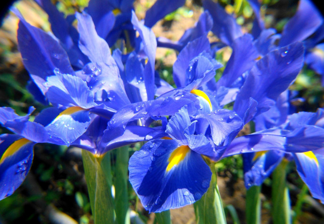 Обои картинки фото цветы, ирисы, много, синий