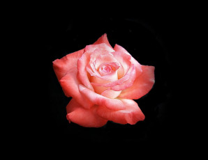 Картинка цветы розы роза