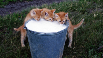 Картинка животные коты фон зелЁнаЯ трава котЯта рыжий цвет трио ведро парное молоко пена