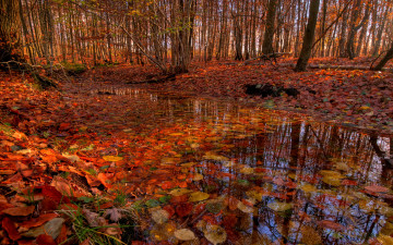 Картинка природа лес осень пруд красные листья
