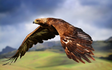 Картинка животные птицы хищники орёл
