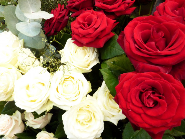 Обои картинки фото цветы, розы, букет, красные, белые