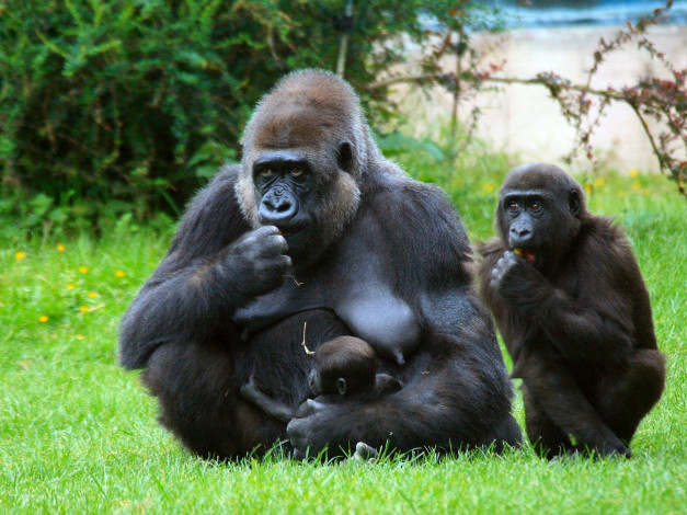 Обои картинки фото животные, обезьяны, горилла, семья, мама, дети