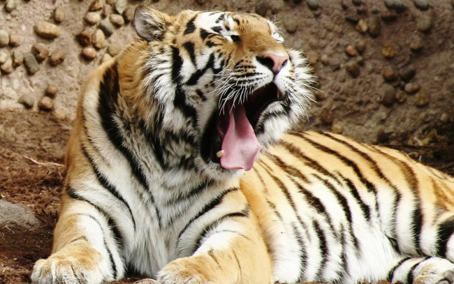 Обои картинки фото bengal, tiger, животные, тигры, тигр, зевает, отдых