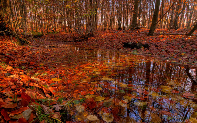 Обои картинки фото природа, лес, осень, пруд, красные, листья