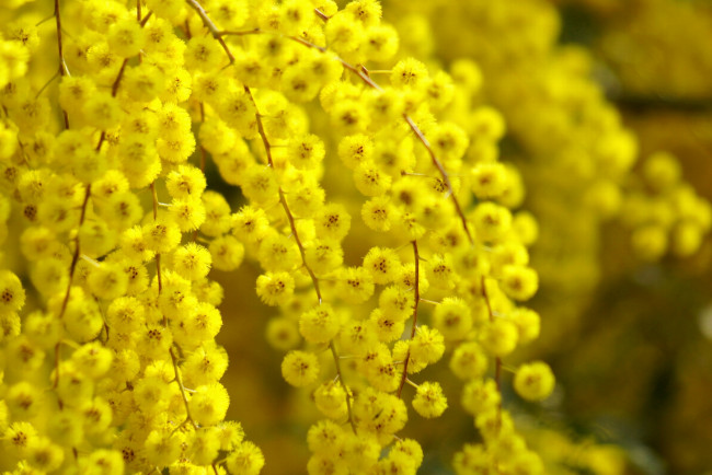 Обои картинки фото цветы, мимоза, пушистый, желтый