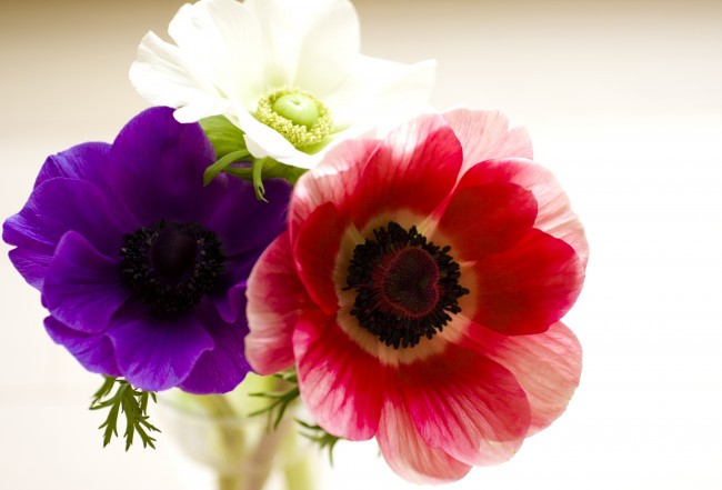 Обои картинки фото цветы, анемоны, адонисы, белый, фиолетовый, красный