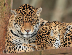 Картинка животные Ягуары ягуары пара