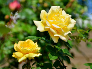 Картинка цветы розы жёлтая