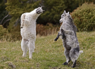 Картинка животные козы игры козлята танец горные козлы