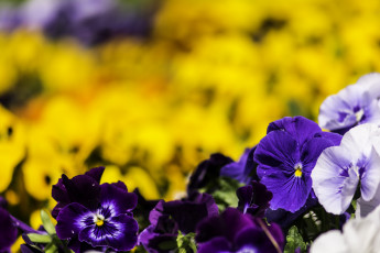 Картинка цветы анютины глазки садовые фиалки желтый фиолетовый