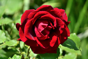 Картинка цветы розы бутон макро лепестки