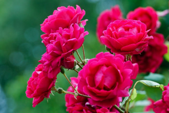 Картинка цветы розы ветка