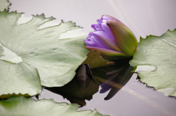 Картинка цветы лилии водяные нимфеи кувшинки вода листья бутон нимфея