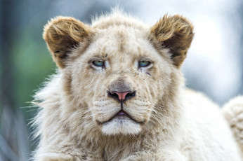 Картинка животные львы портрет морда