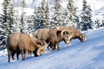 Картинка животные овцы бараны снег рога