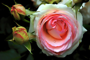 Картинка цветы розы макро бутоны