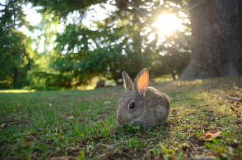 Картинка животные кролики зайцы зайка