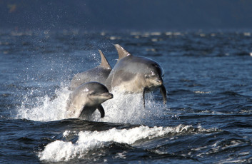 Картинка животные дельфины море плавание