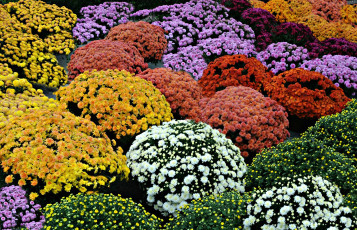 Картинка цветы хризантемы шары разноцветный
