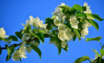 Картинка цветы жасмин ветка