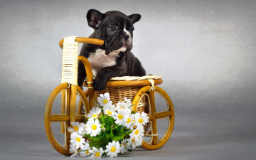 Картинка животные собаки фон цветы собака