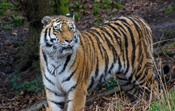 Картинка животные тигры амурский тигр кошка
