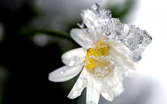 Обои картинки фото цветы, ромашки, ромашка, лед, холод