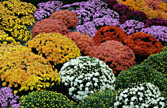 Обои картинки фото цветы, хризантемы, шары, разноцветный