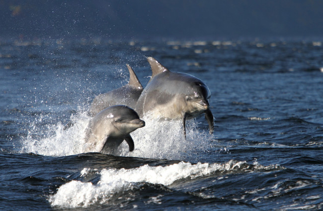 Обои картинки фото животные, дельфины, море, плавание