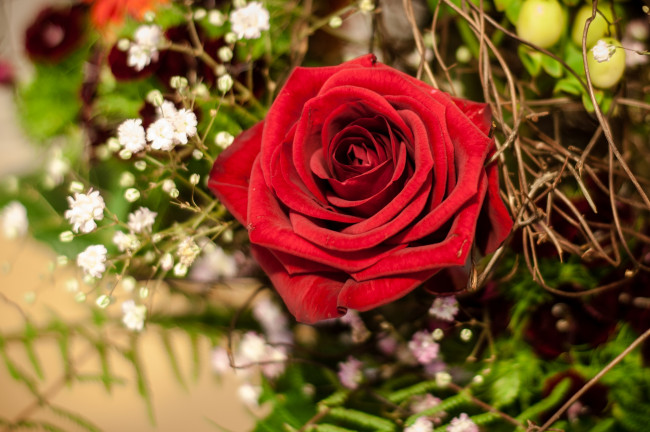 Обои картинки фото цветы, розы, гипсофила