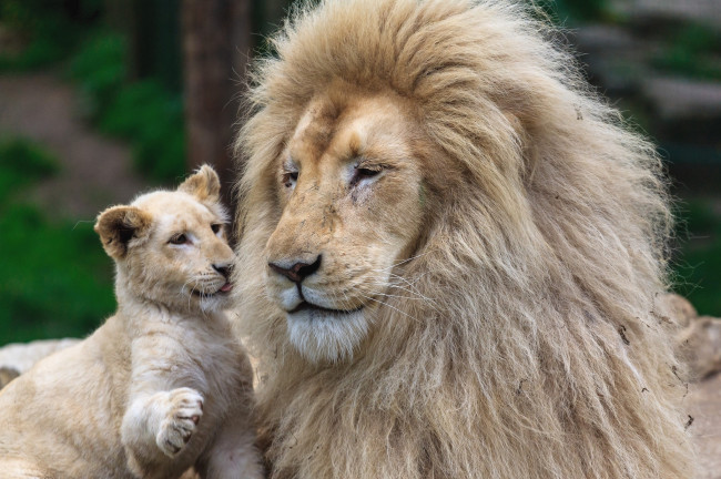 Обои картинки фото животные, львы, папа, сын, чувства