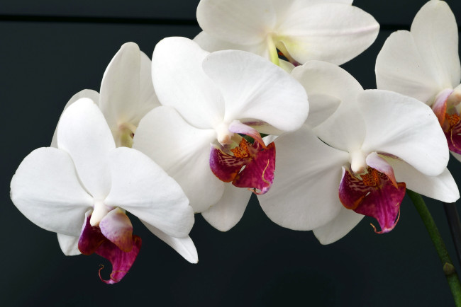 Обои картинки фото цветы, орхидеи, ветка, белый