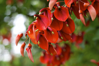 Картинка цветы эритрина экзотика