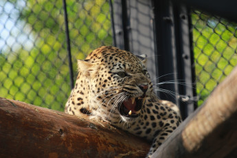 Картинка животные леопарды клыки пасть оскал злость ярость угроза