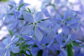 Картинка цветы флоксы голубой