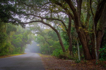 Картинка природа дороги листва шоссе лес