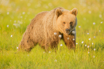 Картинка животные медведи молодой луг цветы лето