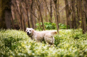 Картинка животные собаки ретривер деревья цветы трава лес