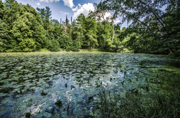 Картинка природа реки озера озеро лес