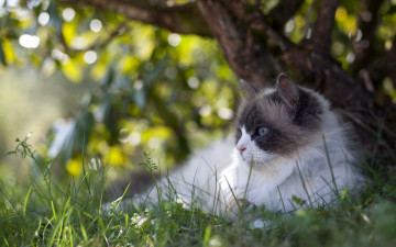 Картинка животные коты кошка лето