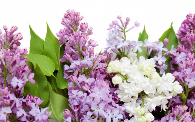 Обои картинки фото цветы, сирень, весна, белая, фиолетовая, spring, flowers, lilac, white, purple