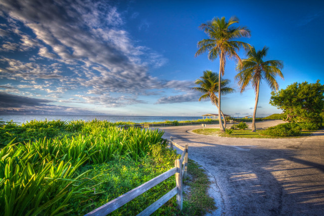Обои картинки фото природа, побережье, берег, дорога, забор, пальмы