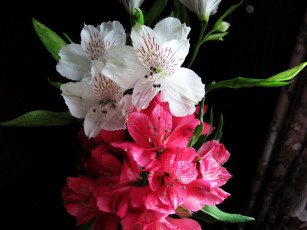 Картинка цветы альстромерия белый розовый