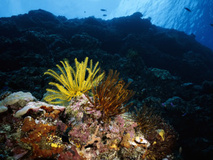 Картинка животные морская+фауна океан рыбы дно камни кораллы