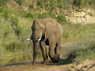Картинка животные слоны слон