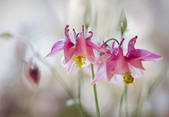 Картинка цветы аквилегия+ водосбор стебель лепестки columbine экзотика природа макро