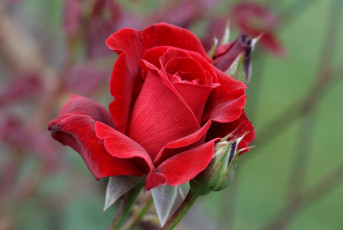 Картинка цветы розы роза бутоны лепестки макро
